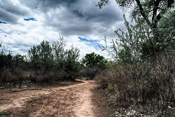 The Bosque