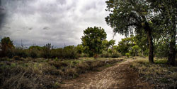 The Bosque